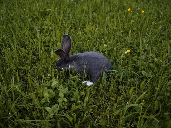 草原のかわいい灰色のウサギのクローズアップ — ストック写真