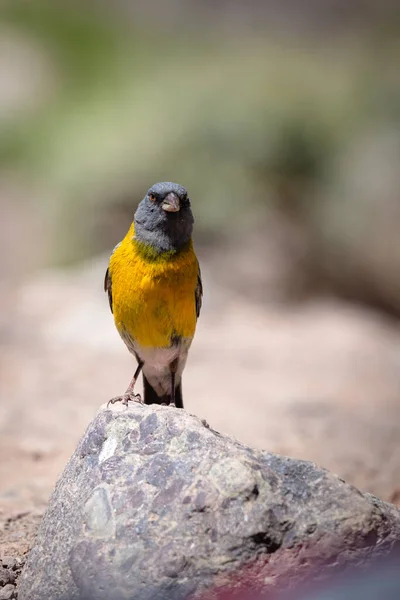 Hermoso Tanager Azul Amarillo Roca — Foto de Stock