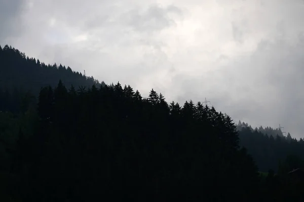 Vacker Utsikt Över Tät Skog Med Trädrader Gör Perfekt Linje — Stockfoto