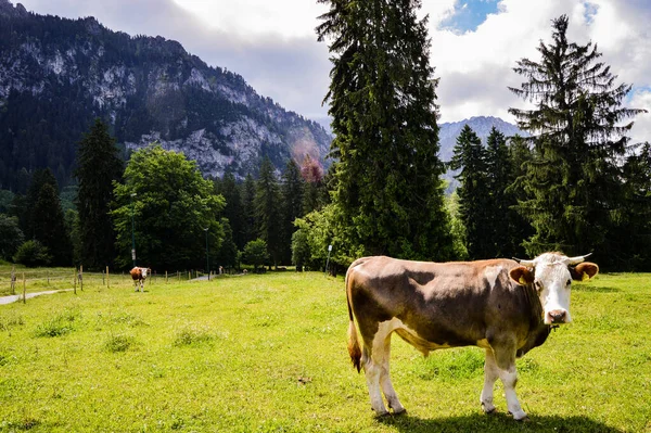 Detailní Záběr Krávy Zelené Louce Pozadí Hor — Stock fotografie