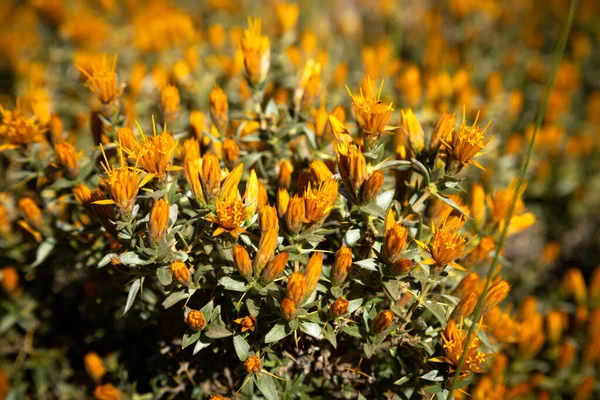 Las Flores Amarillas Bellamente Florecidas — Foto de Stock
