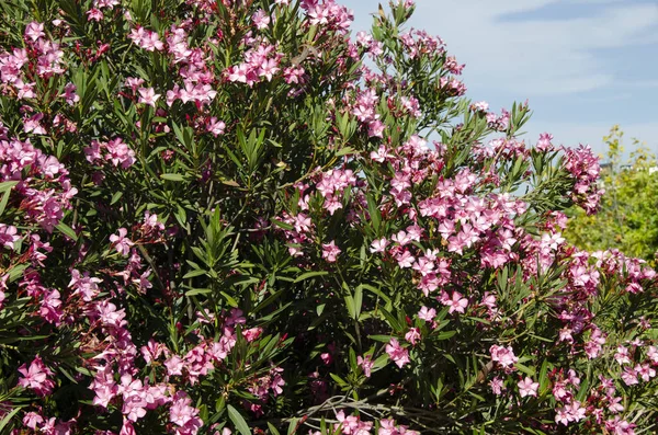 Tiro Close Arbusto Flor Oleander — Fotografia de Stock