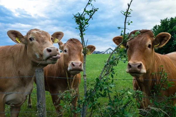 Eifel Alemanha Jul 2020 Belas Vacas Marrons Prado Com Nuvens — Fotografia de Stock