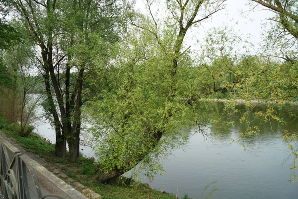 Lakeshore Otoczony Przez Rośliny Drzewa Ciągu Dnia — Zdjęcie stockowe