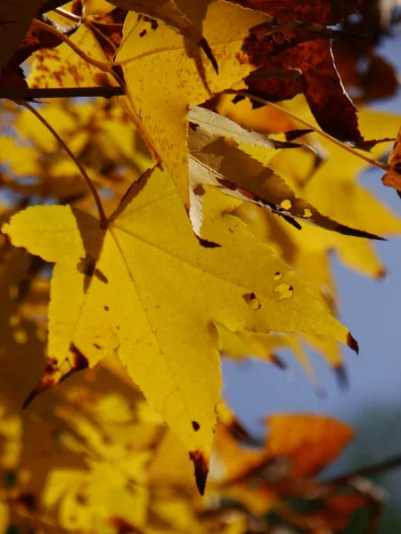 Een Prachtige Opname Van Een Bos Van Herfst Gouden Bladeren — Stockfoto