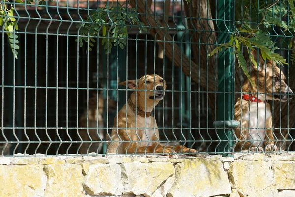 Closeup Shot Red Dogs Collar Cage Daytime — Stock Photo, Image