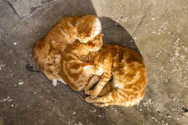 Grupo Gatos Bonitos Padrão Semelhante Enrolados Dormindo Uma Rua Sob — Fotografia de Stock