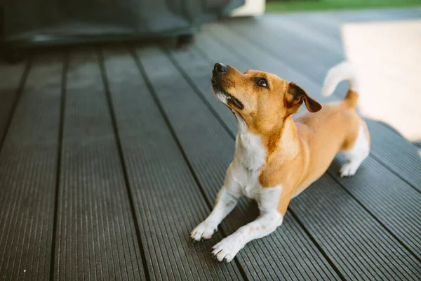 Słodki Basenji Pies Bawiący Się Zewnątrz Dzień — Zdjęcie stockowe