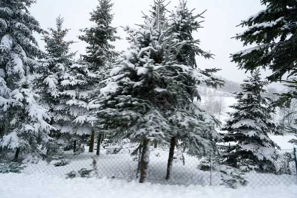 Vacker Bild Tallar Delvis Täckt Med Snö — Stockfoto