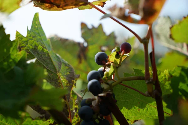 背景がぼやけているつるの上に熟したブドウのクローズアップショット — ストック写真