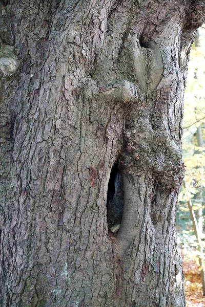 Yaşlı Bir Ağacın Dikey Görüntüsü — Stok fotoğraf