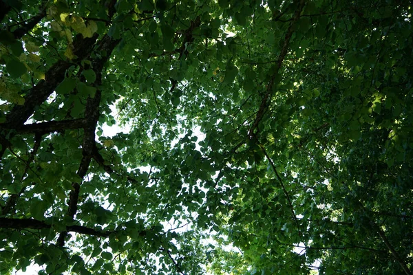 Een Lage Hoek Van Bomen Met Blauwe Lucht Achtergrond — Stockfoto