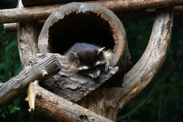 Adorabile Primo Piano Messa Fuoco Procione — Foto Stock