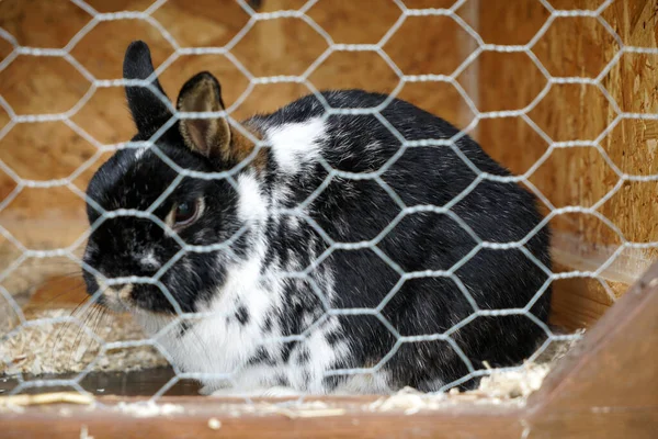 Kafeste Sevimli Siyah Beyaz Bir Tavşan — Stok fotoğraf