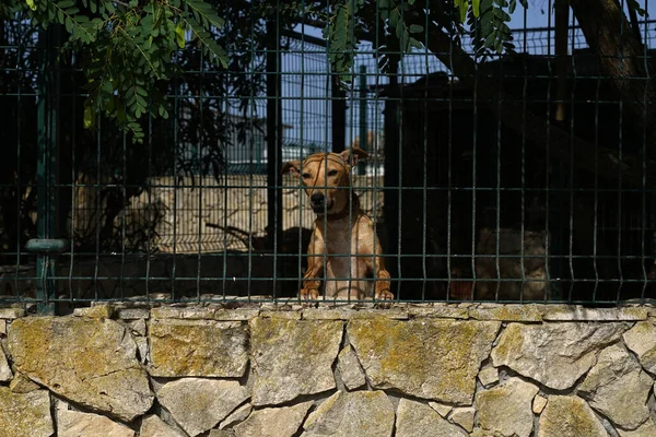 Perro Rojo Con Collar Jaula Durante Día — Foto de Stock