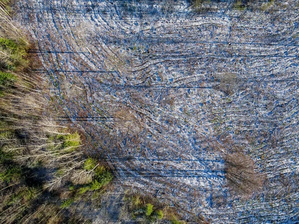 Uma Deslumbrante Foto Pássaros Olho Paisagem Florestal Inverno — Fotografia de Stock