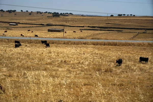 Uma Manada Vacas Pastando Campo Marrom Seco — Fotografia de Stock