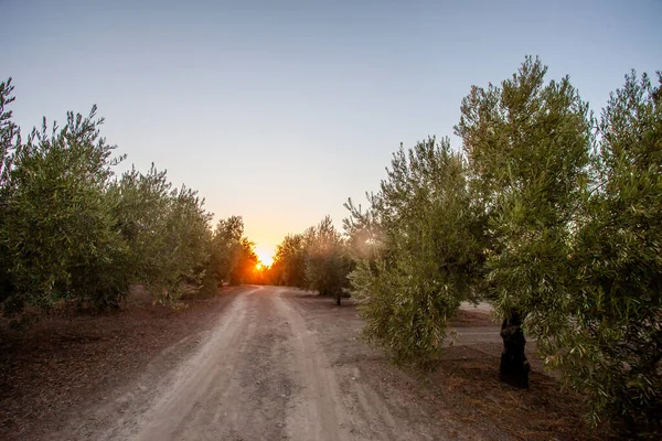 夕阳西下一片橄榄树的美丽的田野 — 图库照片