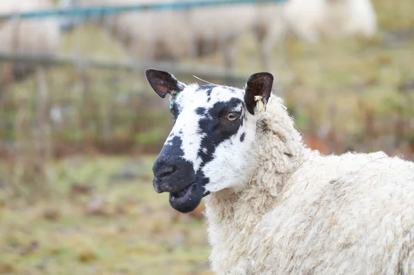 面白い羊のクローズアップ — ストック写真