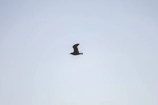 Beautiful Close Seup Focus Shot Flying Bird Silhouette — стоковое фото