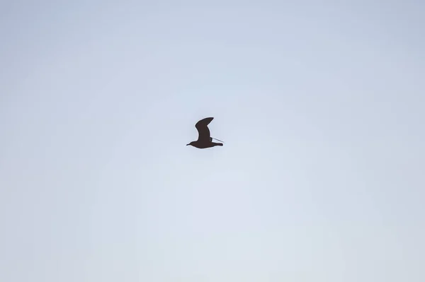 Beautiful Closeup Focus Shot Flying Bird Silhouette — Stock Photo, Image