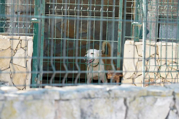 躲藏在牢笼里的家犬 — 图库照片