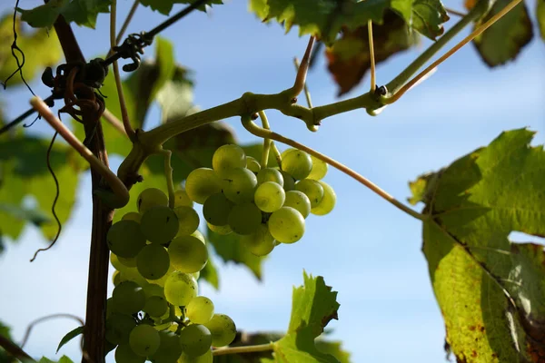 Eine Nahaufnahme Von Reifen Trauben Einem Weinstock Mit Verschwommenem Hintergrund — Stockfoto