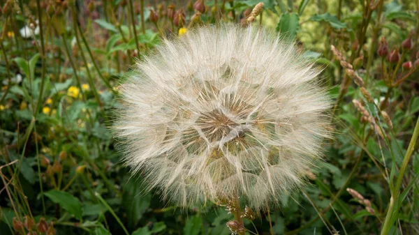 Eine Nahaufnahme Eines Flauschigen Weißen Löwenzahns Auf Einem Feld — Stockfoto