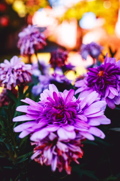Mor Yıldız Çiçeklerinin Dikey Görüntüsü — Stok fotoğraf