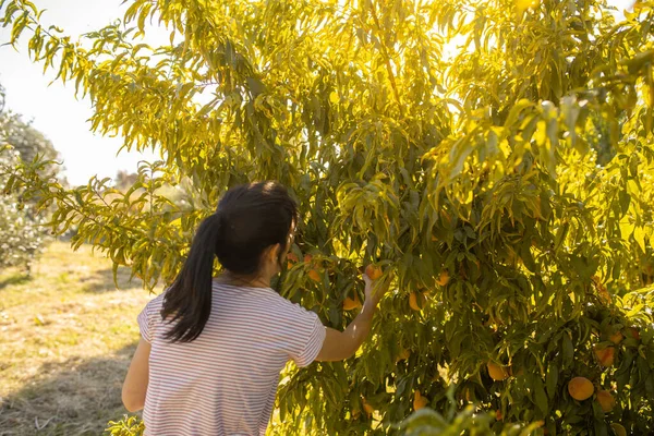 나무에서 복숭아를 암컷의 — 스톡 사진