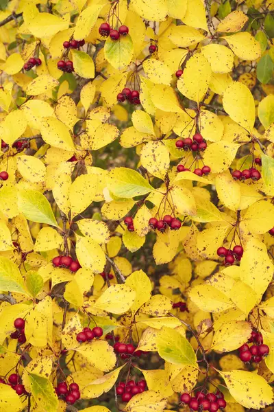 Closeup Shot Red Fruits Hawthorn — Stock Photo, Image