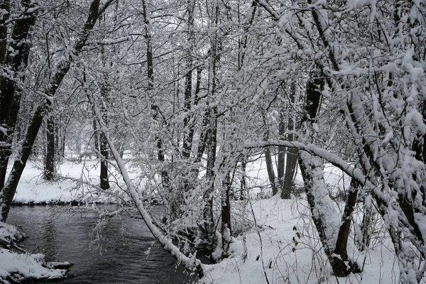 雪に覆われた木々の美しいショット — ストック写真