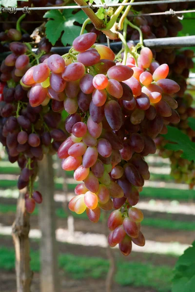 おいしいブドウの垂直ショット — ストック写真