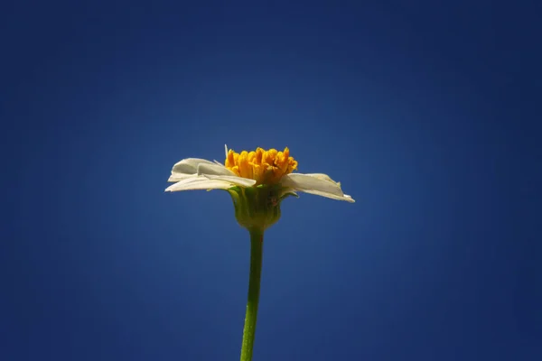 在阳光下拍到一只牛眼雏菊的特写 — 图库照片