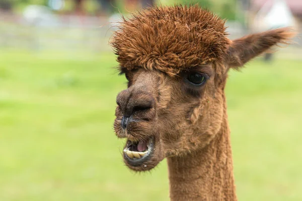 Tiro Foco Close Uma Alpaca Marrom Fundo Embaçado — Fotografia de Stock