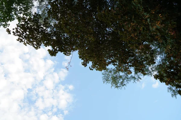 Een Close Shot Van Boom Takken Een Dag — Stockfoto