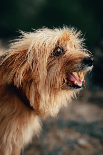 Vertikal Selektiv Fokusbild Yorkshire Terrier — Stockfoto