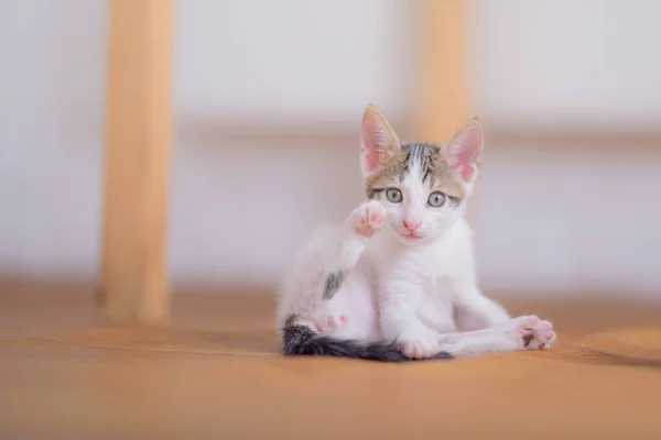 Primer Plano Gato Adorable Sobre Fondo Borroso —  Fotos de Stock