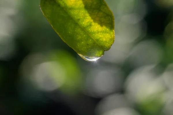 Zbliżenie Ujęcia Zielonego Liścia Kroplą Wody — Zdjęcie stockowe