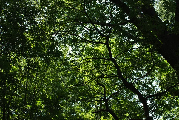 Tiro Ângulo Baixo Árvores Verdes Brilhantes Uma Floresta — Fotografia de Stock