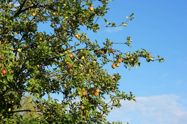 Låg Vinkel Skott Ett Stort Träd Ith Växande Äpplen Trädet — Stockfoto
