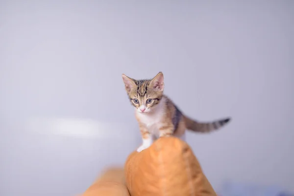 Closeup Shot Adorable Kitten Blurred Background — Stock Photo, Image