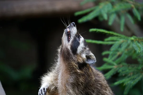 Tembakan Jarak Dekat Yang Menggemaskan Dari Seekor Rakun — Stok Foto