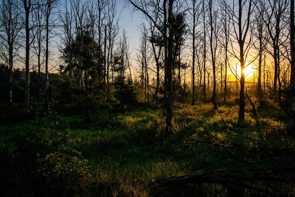 Una Impresionante Foto Bosque Páramos Frisia Oriental — Foto de Stock