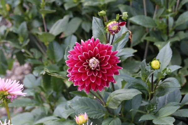 Селективный Снимок Экзотического Красного Цветка Запечатленного Саду — стоковое фото