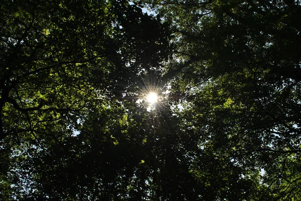 Eine Aufnahme Aus Dem Tiefflug Der Sonne Die Durch Baumwipfel — Stockfoto