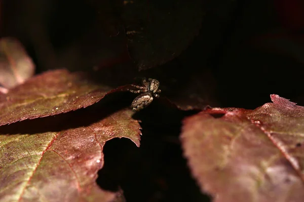 Yaprağın Üzerindeki Örümceğin Makro Görüntüsü — Stok fotoğraf