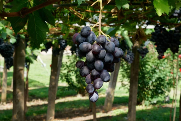 Крупный План Вкусного Винограда — стоковое фото