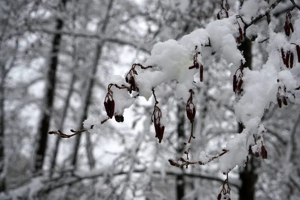 Eine Schöne Aufnahme Von Bäumen Die Teilweise Mit Schnee Bedeckt — Stockfoto