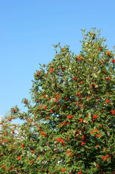 Low Angle Shot Big Tree Ith Growing Apples Tree Blue — Stock Photo, Image